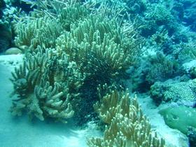 Fischlarven